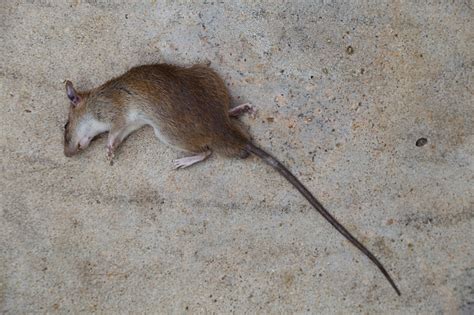 老鼠死亡